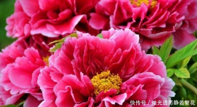 3种花养家里,个个美出状态,花朵迷人,阵阵花香,花朵大