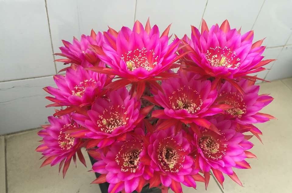 60岁的他，退休只养仙人球，10个品种，开花比月季还漂亮