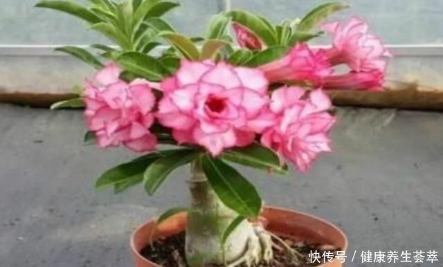 这三种植物烂根了别扔掉,简单几步促新根,又是一盆健壮的植株!