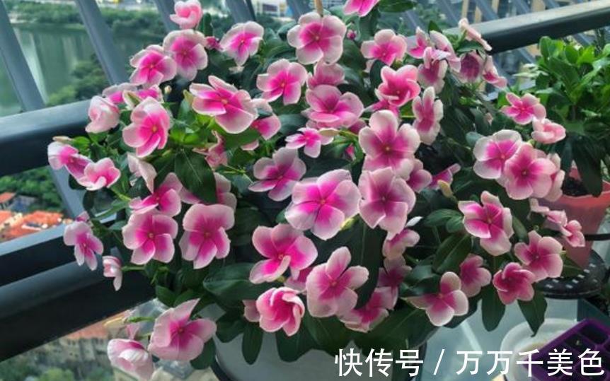鹤望兰|阳台采光差,建议你别养这10款花,长势差难开花,越养越生气