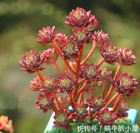秋冬养这5款红色系多肉,越晒颜色越鲜艳,容易爆盆长势好