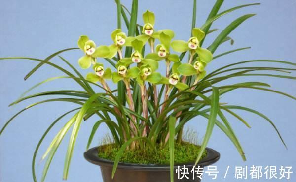 兰科兰|春兰什么时候开花,春兰花期前这样养护能够花开爆满盆