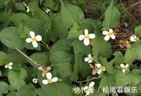 三叶芹|农村最香的6种野菜,营养高口感好,却常被当杂草除掉,可惜了!