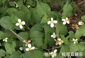 三叶芹|农村最香的6种野菜，营养高口感好，却常被当杂草除掉，可惜了！