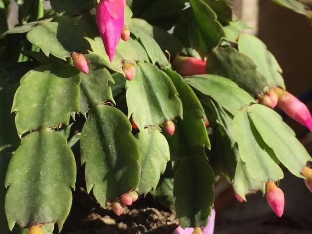 养护蟹爪兰，要注意8个要点，才能开出仙气飘飘花