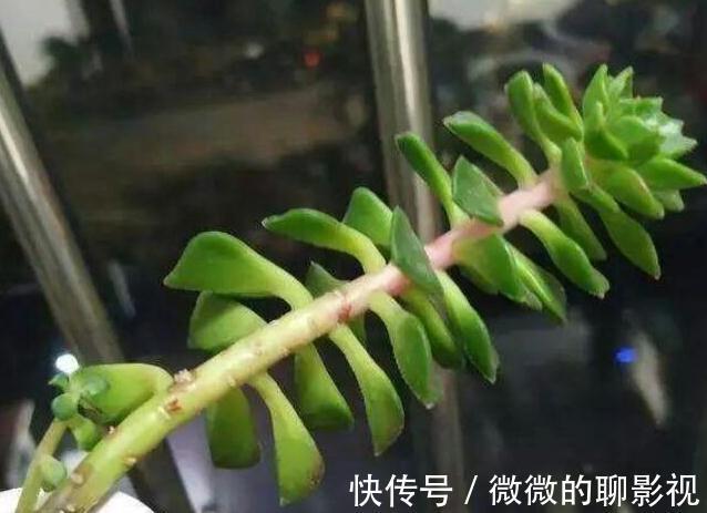 剪刀|多肉徒长了怎么撸叶子不留痕迹，又能变漂亮的老桩