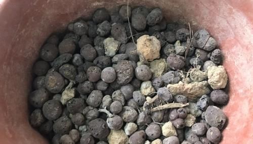 拿这4样“颗粒”养花，预防烂根问题、增肥，切记注意“分寸”