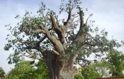 精神|从洪洞走向世界,大槐树移民蕴含着何等的精神信仰?