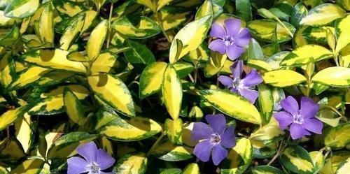 羊粪肥|淘米水、羊粪肥都不如这两种肥，什么花都可以用，简单好用