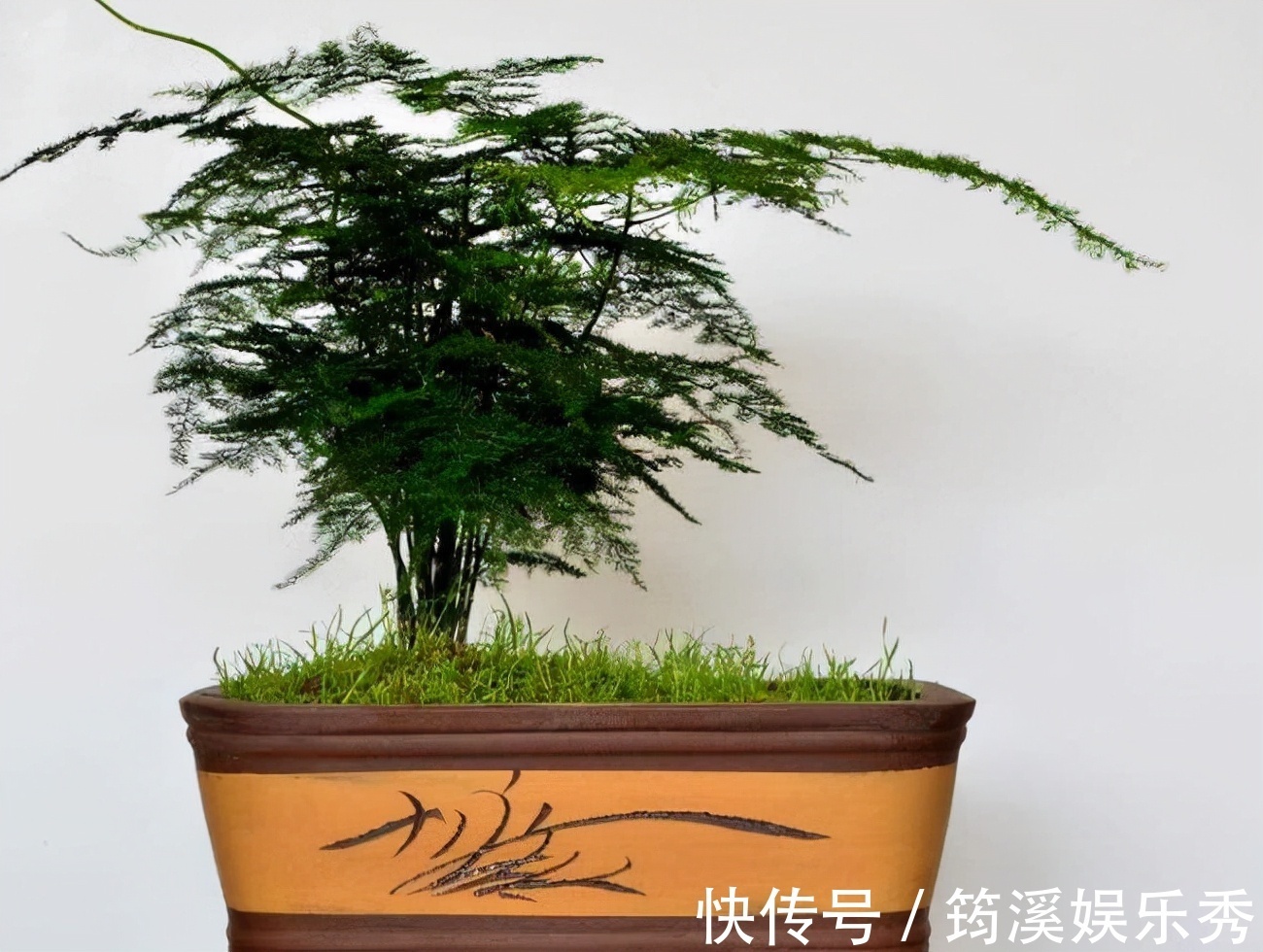 5种“大叶花”轻易不开花，开花就带“好兆头”，养一盆你就赚