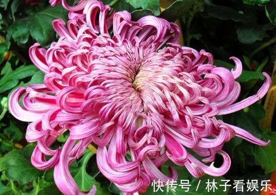 北陆紫玉|喜欢菊花,不如养“菊中稀品”北陆紫玉,似高雅贵人,姿容美丽!