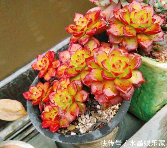 肉肉|多肉植物浇水、淋雨过多该怎么处理做好几步,多肉不会黑腐