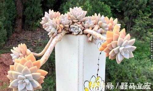 普货|6种普货多肉,皮实又好养,容易出状态,长成小老桩,适合新手!