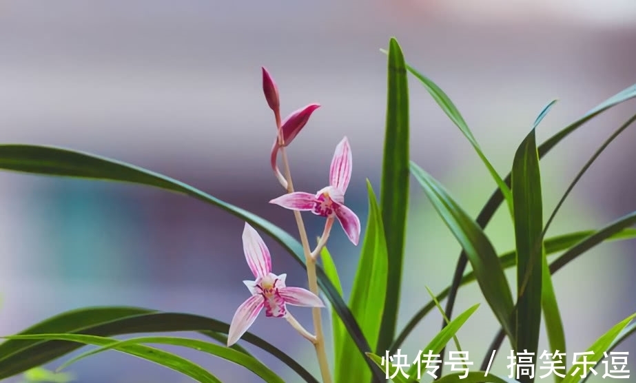 树荫|立秋,做对几点,兰花才能开花,可别忽略了