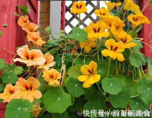 旱莲花|它是冬天里的“主角”，只需一粒种子，几个月就能花开上百朵！