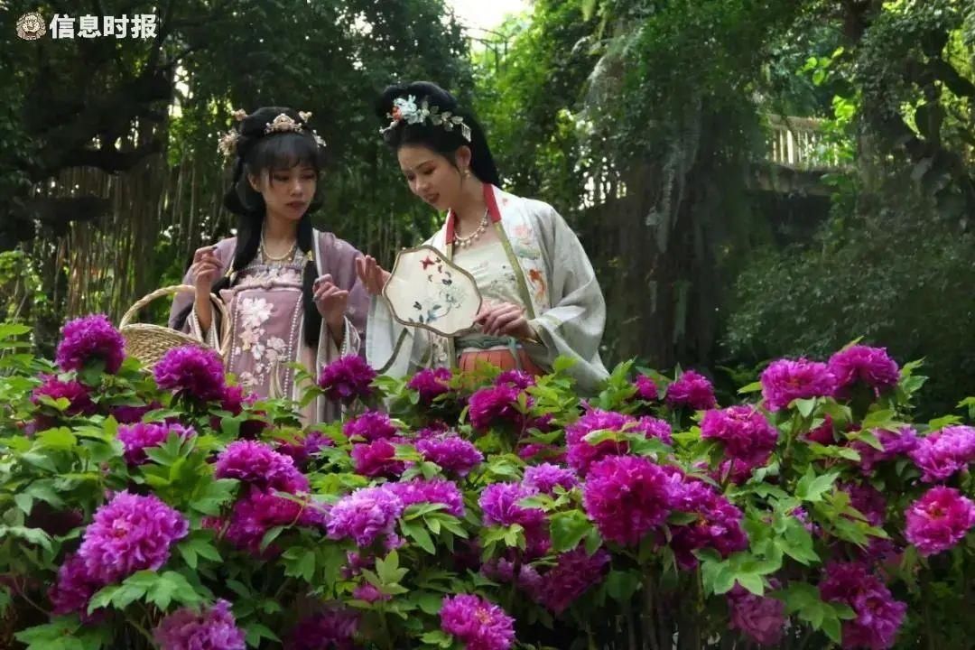 “百花之王”来广州了！这些地方隐藏了大片花海，爱了爱了