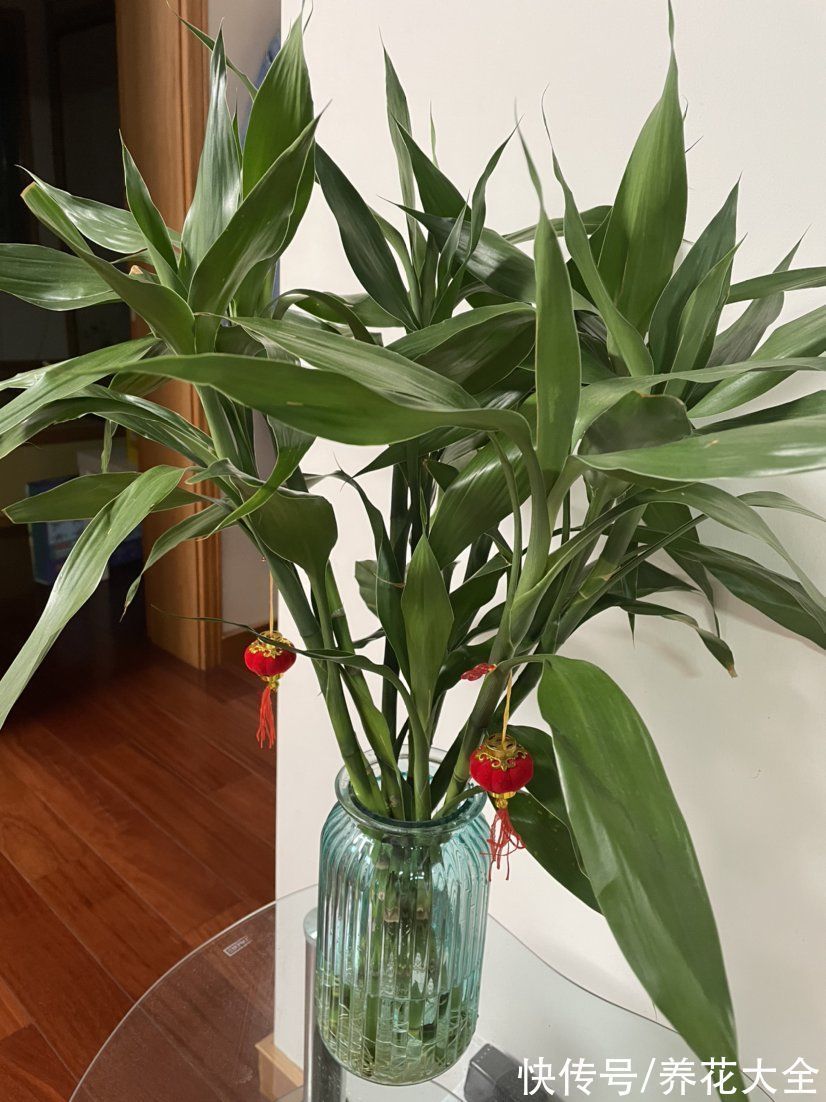 30种观叶植物,能观赏也净化空气,总有一种你养过