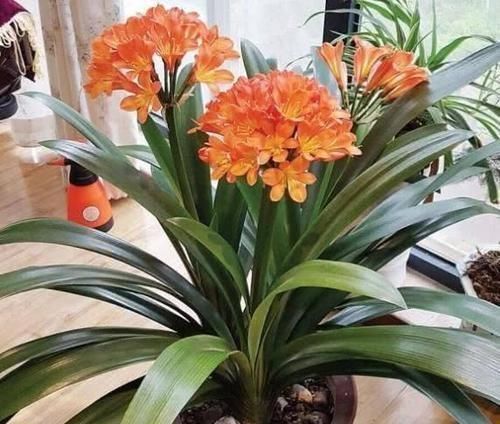 君子兰什么时候换盆好?掐准时间,“憋”满花芽