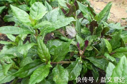 维生素人到中年想长寿，可以坚持吃3种食物，补充营养，好处多多