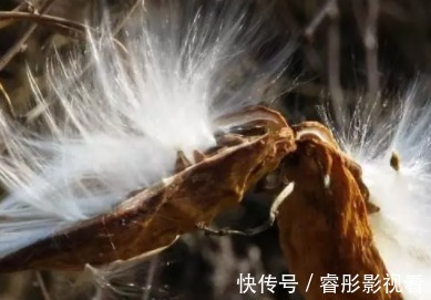 长得像玉米,花瓣上有茸毛,很多人不敢触碰,误会了