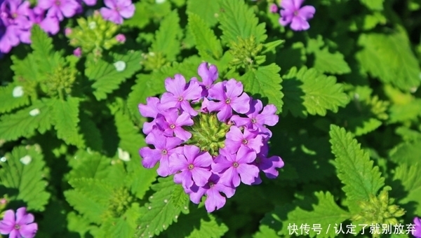 “上海赏花图鉴”：奇花异草都在这里呀