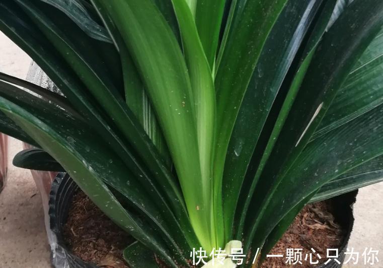 为什么君子兰长势弱，不开花，不仅仅是缺肥那么简单