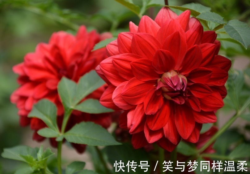 美人蕉|“3种花”,开花大方美丽,有庭院的一定要养,美极了