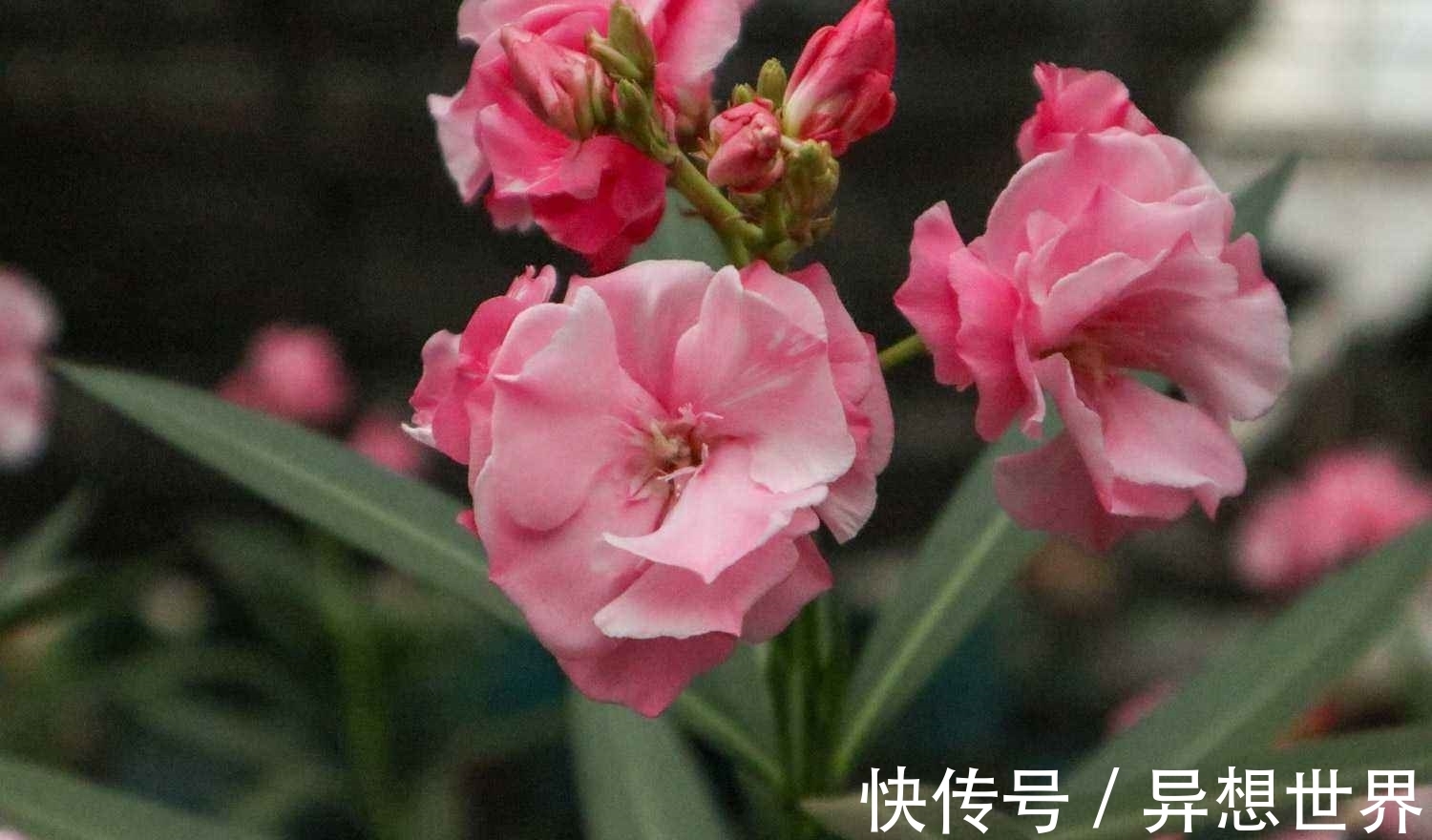 花卉|老花匠直言，4种常见花，再漂亮也不能养，谁养谁后悔