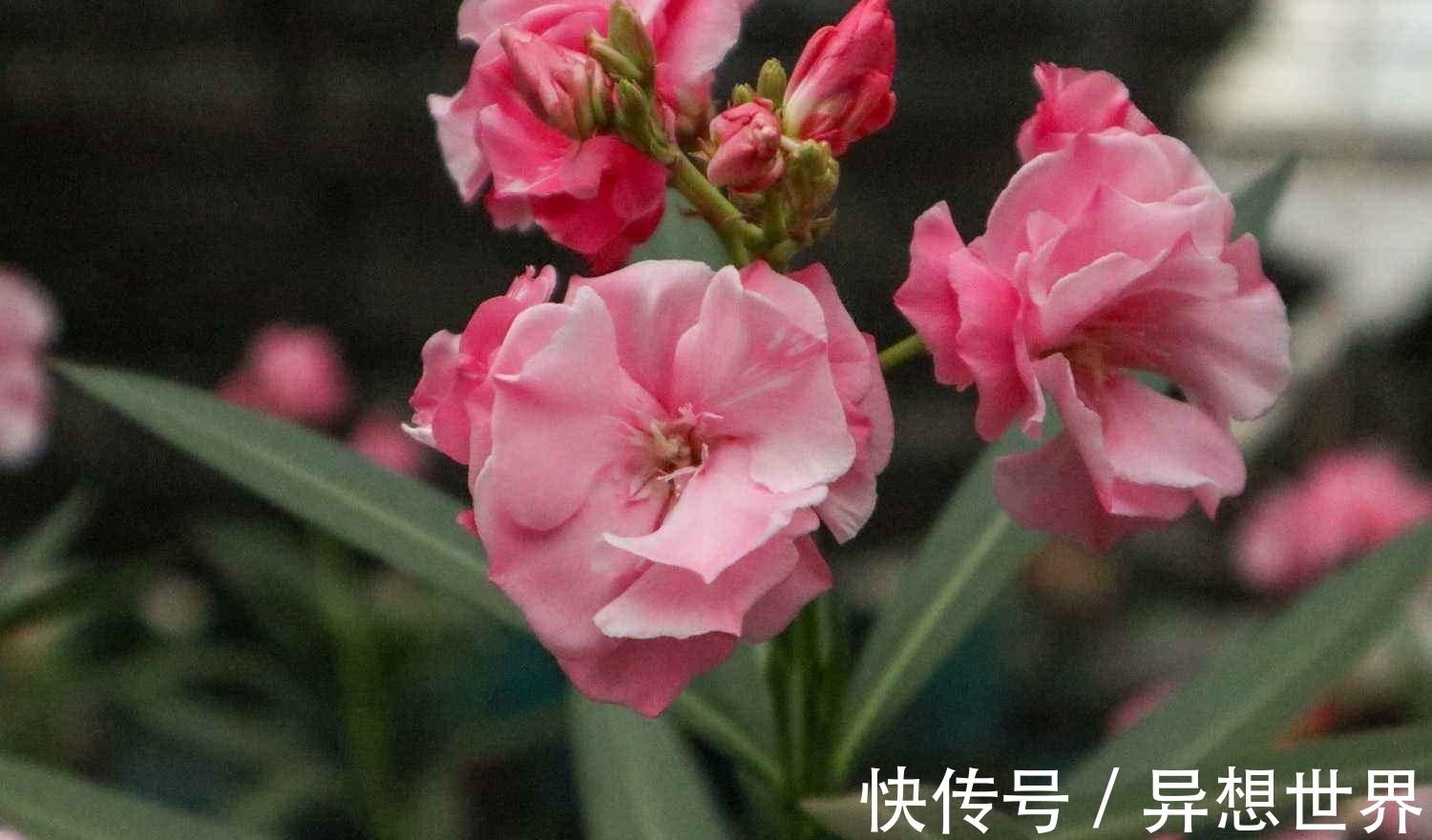 老花匠直言,4种常见花,再漂亮也不能养,谁养谁后悔