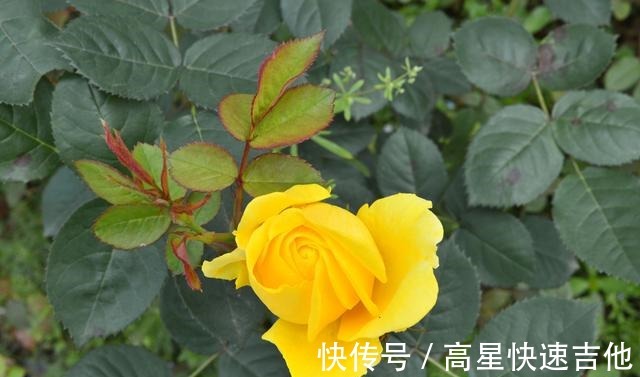 属兔|桃花逆袭，命定姻缘，爱情甜蜜，两心相依，余生相依相偎