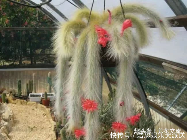 盆栽|10种长相很怪异的盆栽植物,都很适合养在花盆里