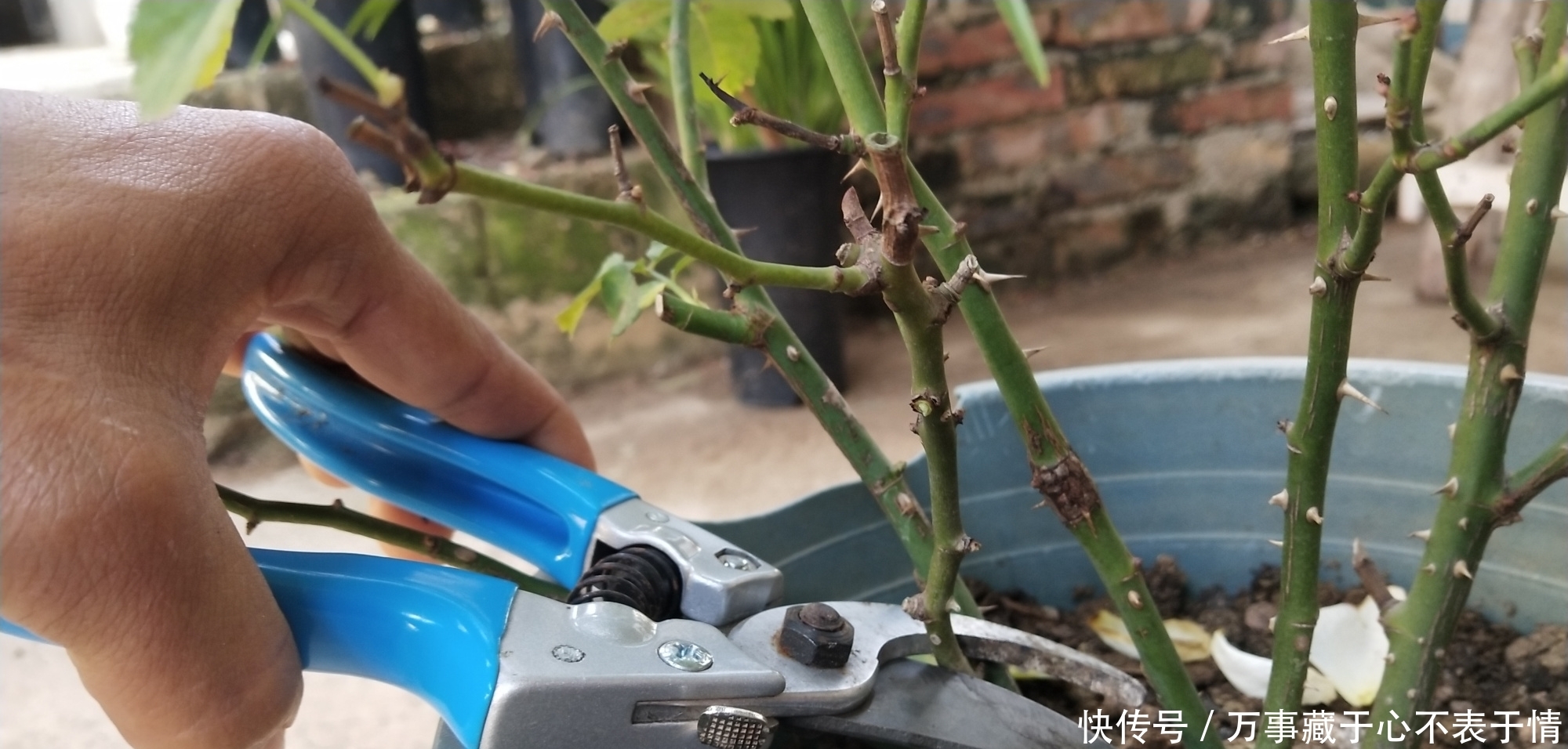 给月季修剪,严格按照四步走,尤其是第三点不能漏