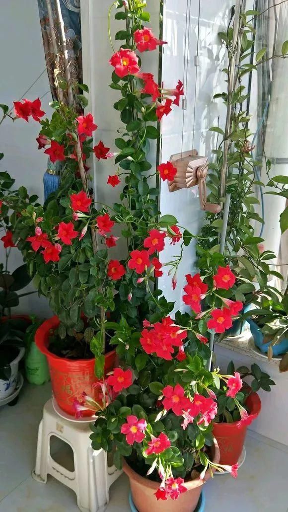 6种花不怕晒，越晒花越多，一开200天不停歇！