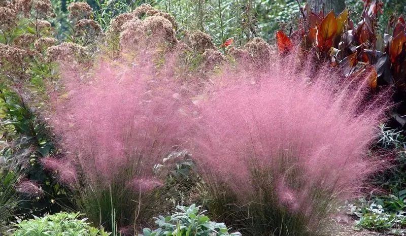 太美了这些草比花还漂亮,第一种就迷倒很多人