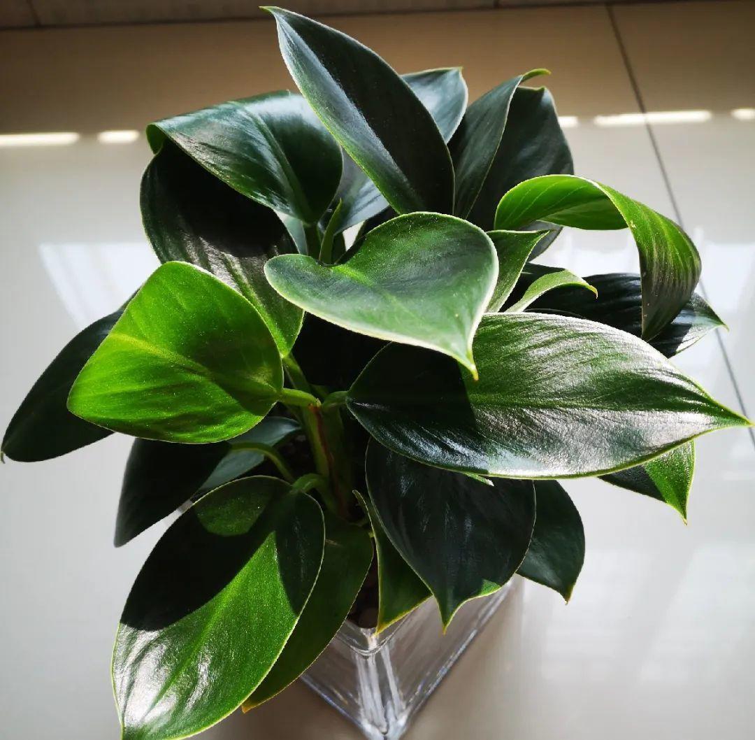 龟背竹是“吸废气”高手,家里放一盆,门窗紧闭也能空气清新!