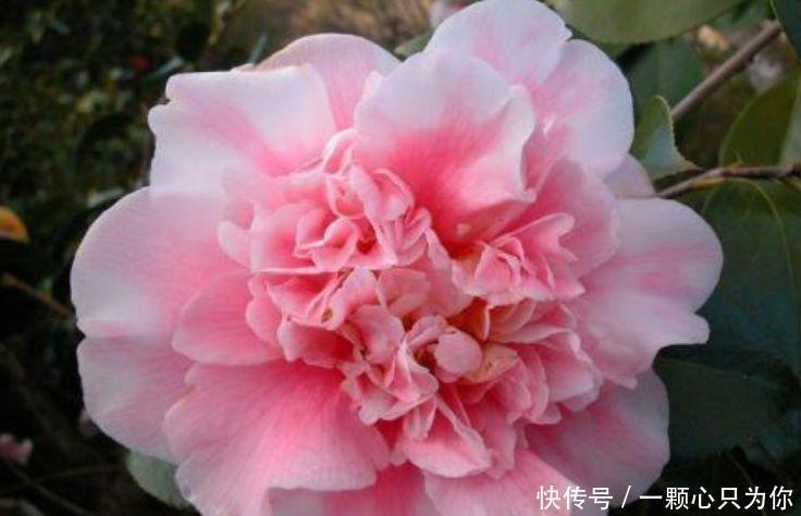 冬天也能种植的花卉,花香易打理,清新又迷人