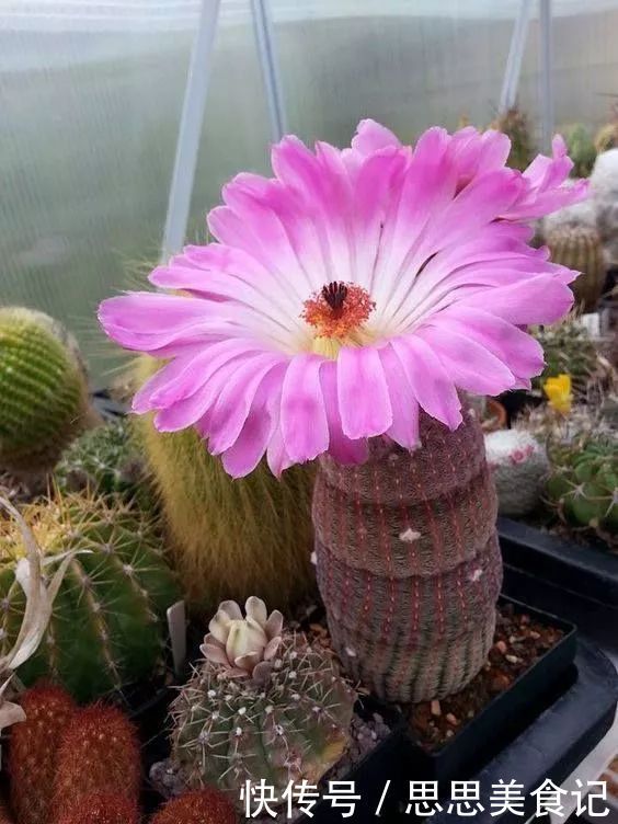 第一次见这么美的仙人掌花！大开眼界！