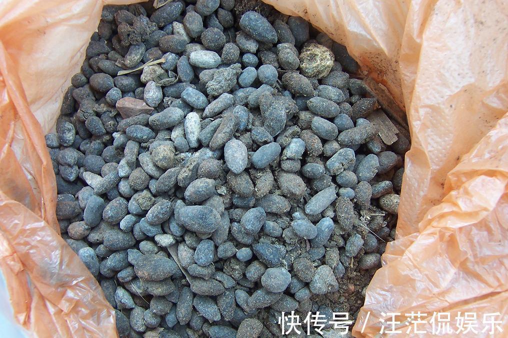 玉树|9月玉树才“疯长”,记住“剪、肥、光”,来年就是“老桩”