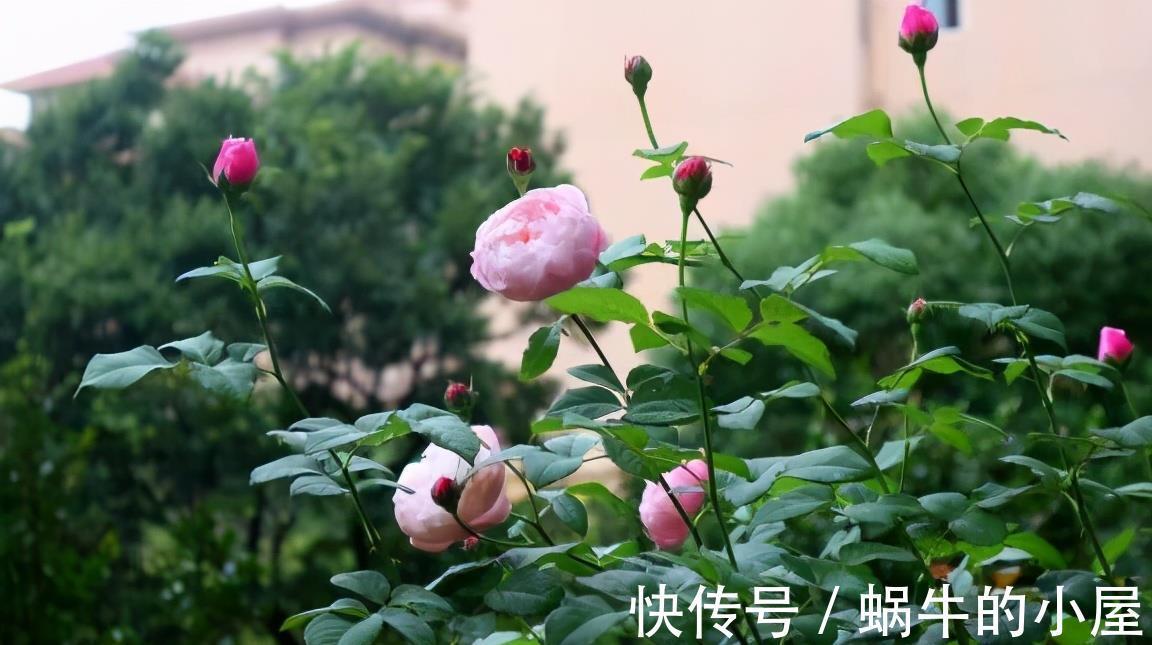 黄叶子|月季这样养，叶子一直绿油油的，满头花苞，美不胜收