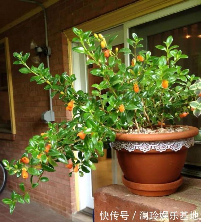 4种花很吉祥，再不喜欢也要养一盆，看着就富贵，空气一级棒