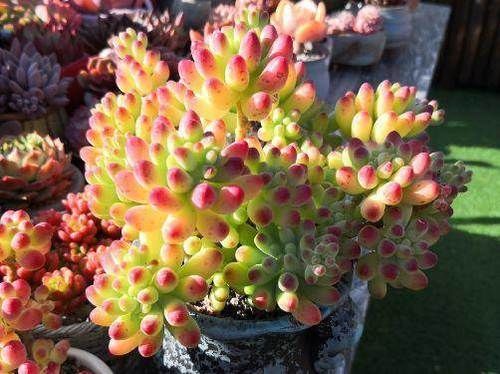 养多肉乙女心，掌握几个要点，长成果冻色小老桩，好像娇羞少女！