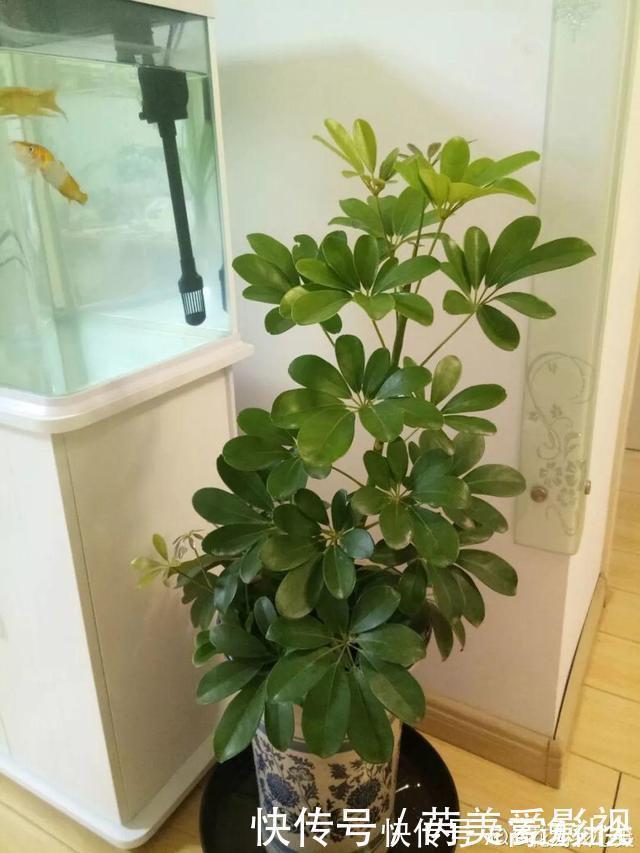 人养花,花也养人,这15种花,越养家里越干净