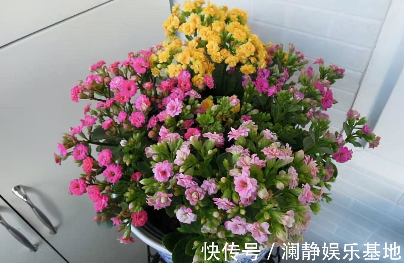 4种花马上要“醒了”,抓住时机“喂饱”它,才能多开花