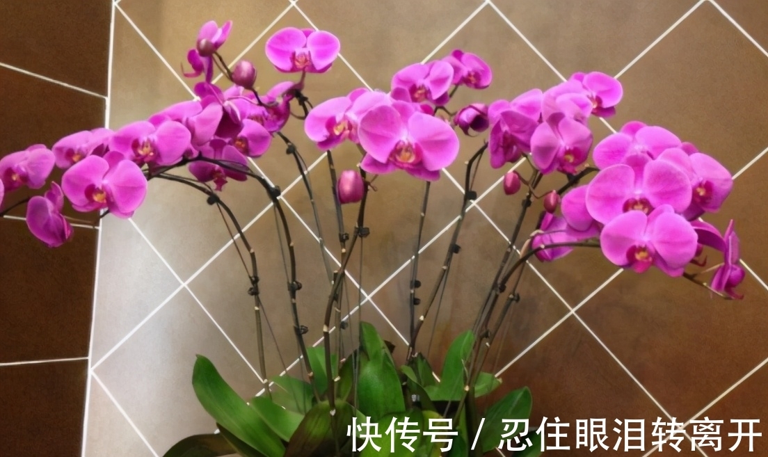 新手|年后蝴蝶兰开完花,3件事做好,新手也能养好它