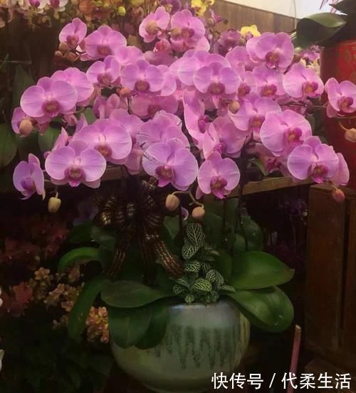 仙客来|就算家里没暖气,也可以养4种花,不怕冻还耐旱,到春节还能开花