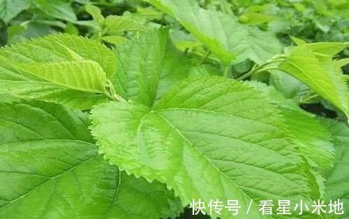 交感神经|糖尿病的“帮凶”已找到,甜食不背“黑锅”,这三类食物要少碰