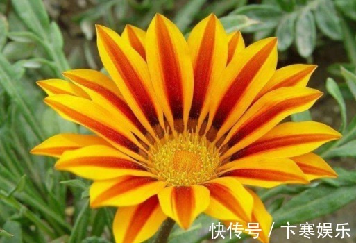 木槿|院子就养这5款植物,耐寒耐阴,一年四季开花不停,花朵烂漫,美