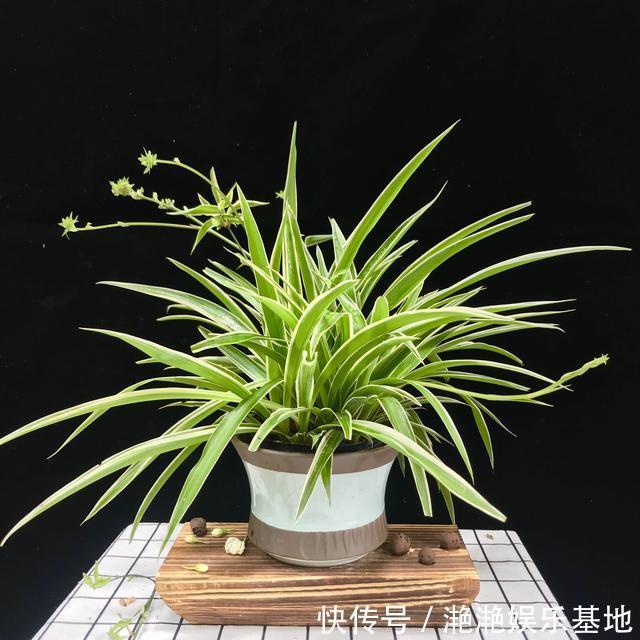 金边吊兰|11种“吉祥花”,“穷养”才养得好,用小盆少浇水,反而旺得很