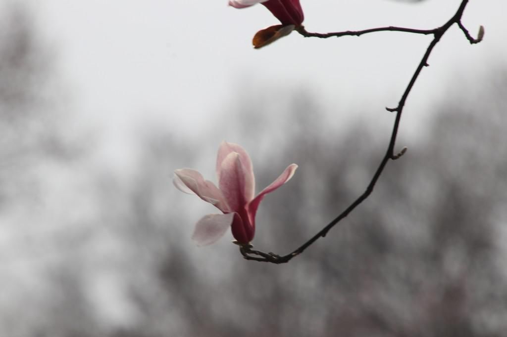 老年|南京连日春暖 雨花台宝华玉兰绽放