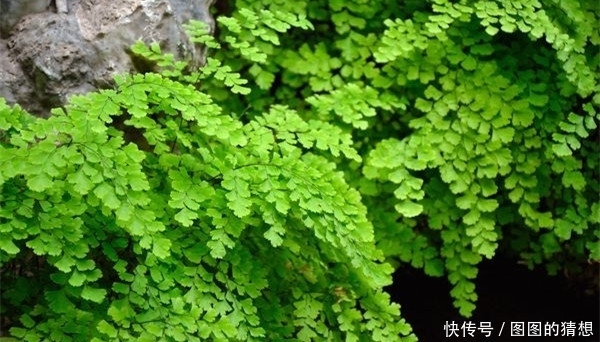 功效|石灰岩上生长的这种野草,农民说它很“贱”,却有舒筋活络的功效